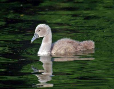 Прикрепленное изображение: 802.jpg